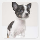 Search for white puppy stickers Animal