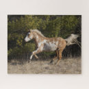 Search for bashkir Stallion
