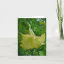 Search for trumpeter cards Bird