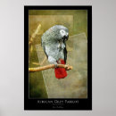 Search for grey parrot posters Tropical