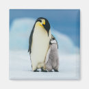 Search for chick square magnets Animals in the wild