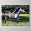 Search for dapple grey posters Stallion