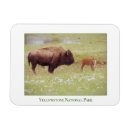 Search for bison magnets Wildlife