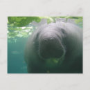 Search for endangered postcards Funny