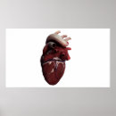 Search for human heart posters Close up