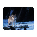 Search for wolf magnets Usa