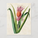 Search for bromeliads Floral