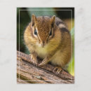 Search for adorable chipmunk postcards Furry