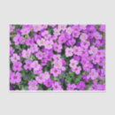 Search for phlox Cute