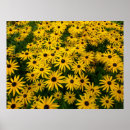 Search for rudbeckia posters Floral