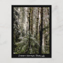 Search for wintery postcards Pine tree