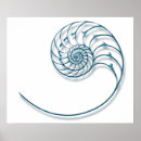 Search for fibonacci spiral art Shell