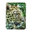 Search for leopards magnets Wild animals