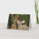 Search for cottontail cards Bunny