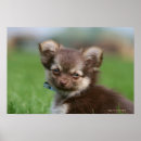 Search for looking at camera posters Dog