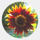 Search for bright yellow flower stickers Red