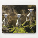 Search for bonding mousepads Wildlife