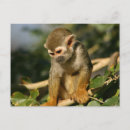 Search for monkey baby postcards Animals