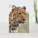 Search for jaguars cards Leopard