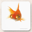 Search for eyes coasters Animals