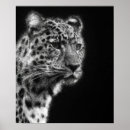 Search for black white leopard posters Cheetah