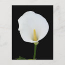 Search for black and white flowers postcards Lilies