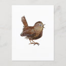 Search for baby birds postcards Ornithology
