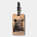 Search for grizzly Usa