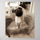 Search for pug picture posters Pets