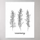 Search for herb illustration posters Rosemary