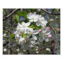 Search for crab apple Tree