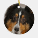 Search for sheltie christmas tree decorations Canine