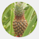 Search for tropical pineapple stickers Nature