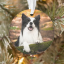 Search for border collie christmas tree decorations Canine
