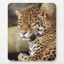 Search for jaguar mousepads Animal