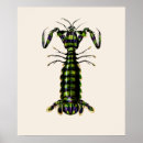 Search for shrimp posters Crustacean
