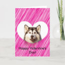 Search for husky valentines day cards Pet