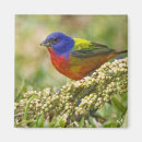 Search for plumage magnets Nature