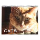Search for orange cat calendars Kittens