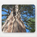 Search for sequoia mousepads Forest