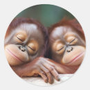 Search for apes stickers Wildlife