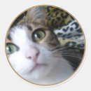 Search for cat with green eyes stickers Elegant
