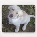 Search for yellow labrador mousepads Puppies