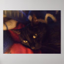 Search for black cat posters Panther