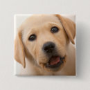 Search for yellow lab badges Pets