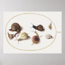 Search for slug posters Mollusc