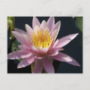 Search for new pad postcards Lily