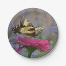 Search for swallowtail Wildlife