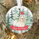 Search for spinone italiano Puppy