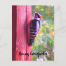 Search for birds of america postcards Nature